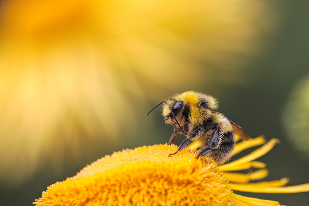 A bumblebee feeding on a yellow flower