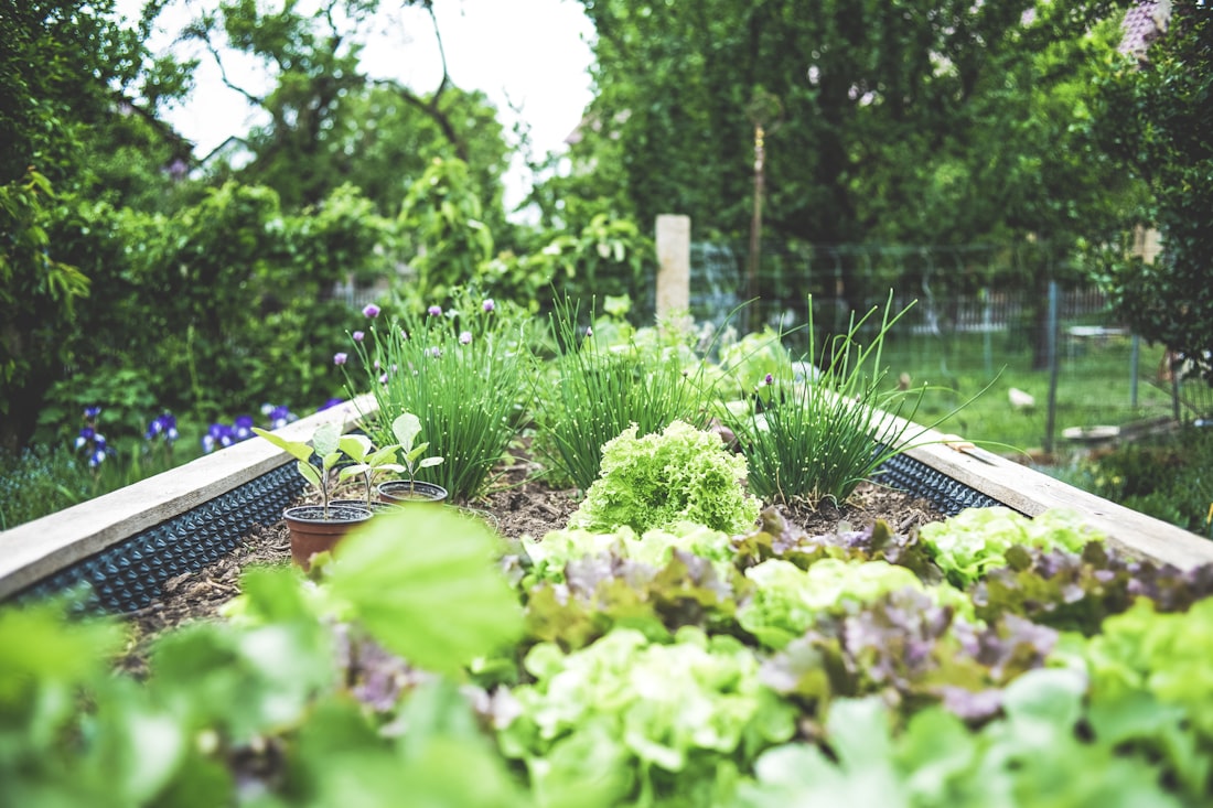 A gardener planting seedlings by hand